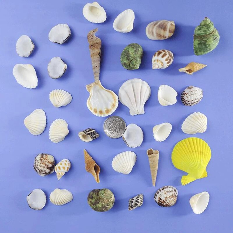 Natūralus mini kriauklė Viduržemio jūros 1 maišelis Įdomių spalvų mišrios tikros mažos jūros kriauklės Akvariumo jūrinės puošmenos