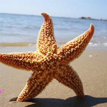 2 бр. 10-16 см естествени сушени морски звезди Орнаменти Морска звезда Плажен занаят за Направи си сам Декор Сватбено парти Декорация на домашни снимки Подпори
