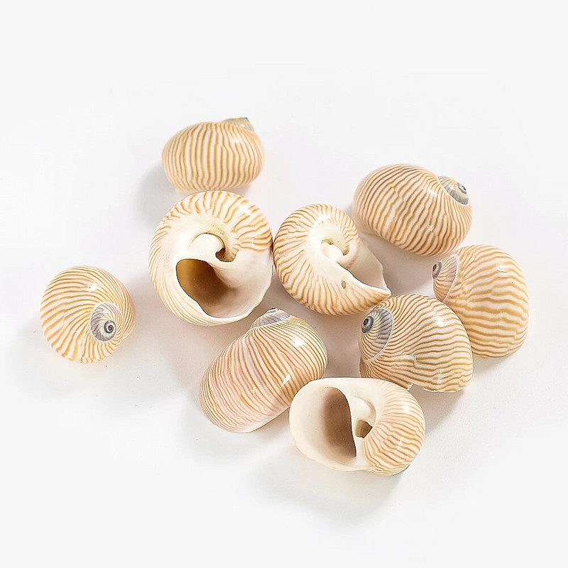 5 ks prírodných vtáčích vajec s pruhovaným vzorom, zbierka mušlí, vzorky krabov pustovníkov, náhradné škrupiny, akvárium, námorná dekorácia