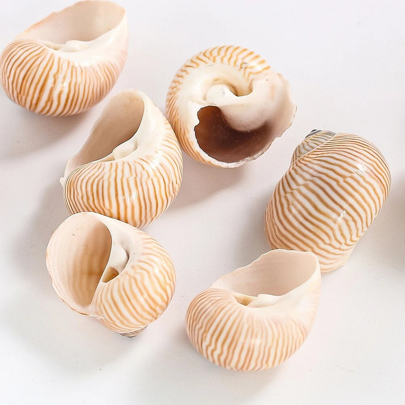 5 ks prírodných vtáčích vajec s pruhovaným vzorom, zbierka mušlí, vzorky krabov pustovníkov, náhradné škrupiny, akvárium, námorná dekorácia