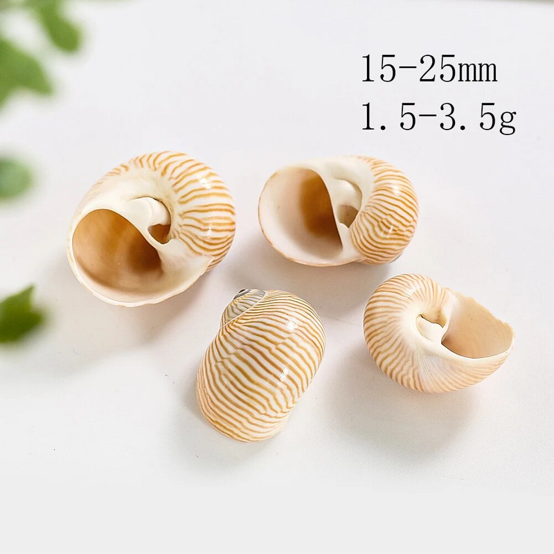 5 ks prírodných vtáčích vajec s pruhovaným vzorom, zbierka mušlí, vzorky krabov pustovníkov, náhradné škrupiny, akvárium, námorná dekorácia