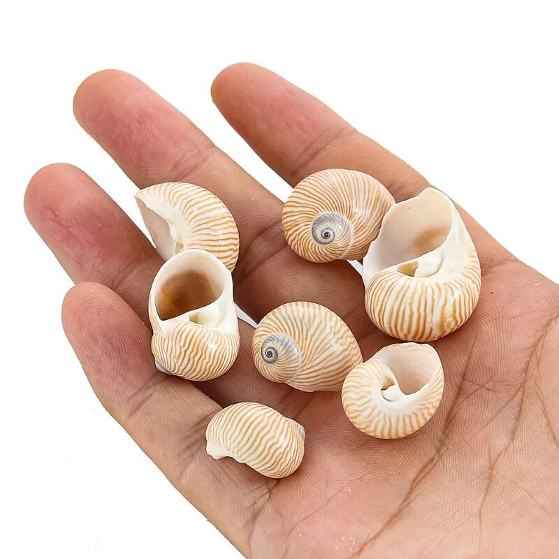 5 ks prírodných vtáčích vajec s pruhovaným vzorom, zbierka mušlí, vzorky krabov pustovníkov, náhradné škrupiny, akvárium, námorná dekorácia