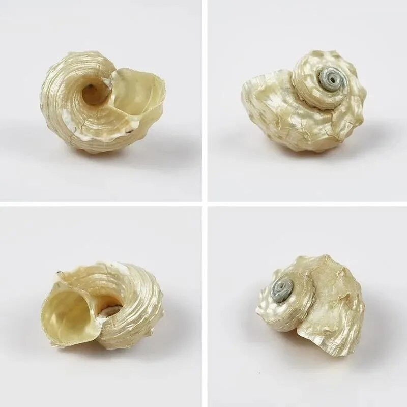 5 tk Natural Shell Conch Akvaariumi paagi kaunistused Maastikukujundus Erakkrabi alternatiivne kest käsitsi valmistatud aksessuaarid DIY