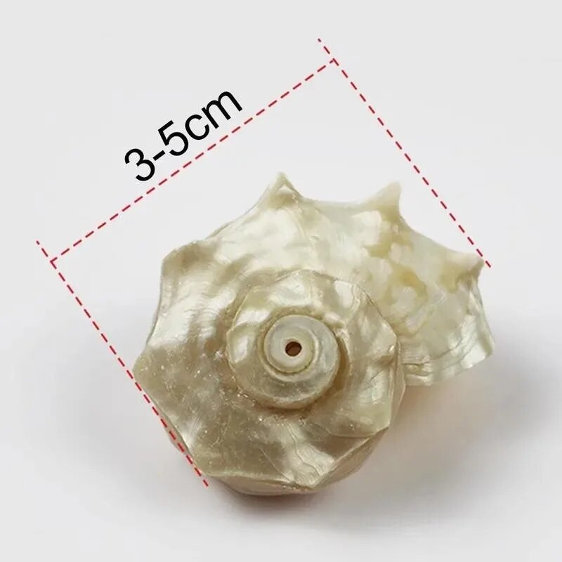 5 tk Natural Shell Conch Akvaariumi paagi kaunistused Maastikukujundus Erakkrabi alternatiivne kest käsitsi valmistatud aksessuaarid DIY