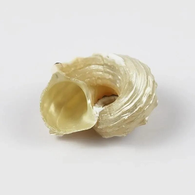5 tk Natural Shell Conch Akvaariumi paagi kaunistused Maastikukujundus Erakkrabi alternatiivne kest käsitsi valmistatud aksessuaarid DIY