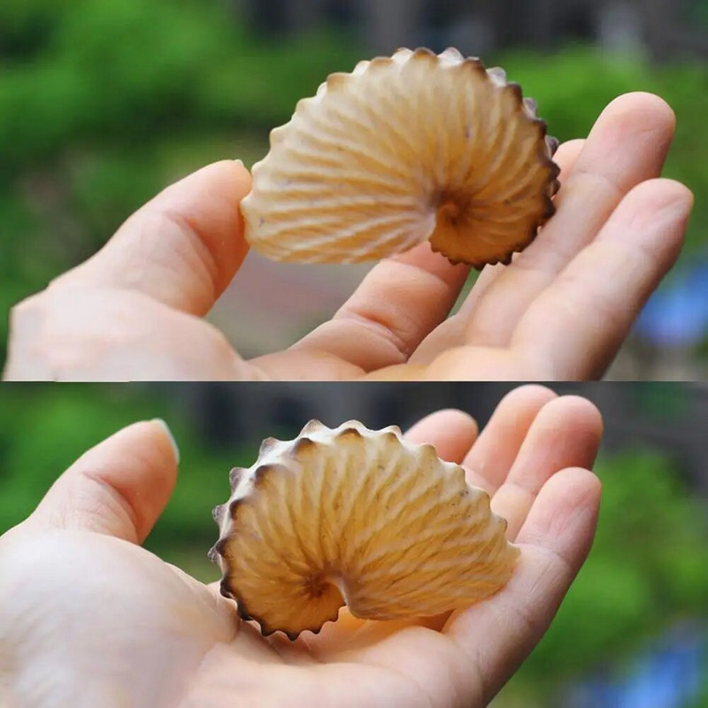 1 ks 5 cm prírodné mušle, stredomorské terasy, nástenná dekorácia, kolekcia darčekov, veľké chobotnice, koralové mušle slimákov, vzorky