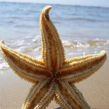2 τμχ Αποξηραμένα ψάρια αστεριών Sea Star Beach Craft Wedding Party Διακόσμηση σπιτιού Δώρο Χειροτεχνίες Αστερίες παρόμοιοι με φυσικούς αστερίες