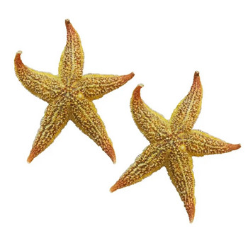 2 τμχ Αποξηραμένα ψάρια αστεριών Sea Star Beach Craft Wedding Party Διακόσμηση σπιτιού Δώρο Χειροτεχνίες Αστερίες παρόμοιοι με φυσικούς αστερίες