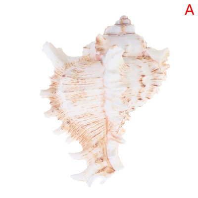 Looduslikud merekarbid, mustad liblikakarbid, ehted DIY Shell mereäärne rannakaunistus Kammkarbi näidis restorani kaaviari maitseainekandik