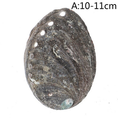 Looduslikud merekarbid, mustad liblikakarbid, ehted DIY Shell mereäärne rannakaunistus Kammkarbi näidis restorani kaaviari maitseainekandik