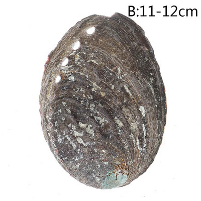 Looduslikud merekarbid, mustad liblikakarbid, ehted DIY Shell mereäärne rannakaunistus Kammkarbi näidis restorani kaaviari maitseainekandik