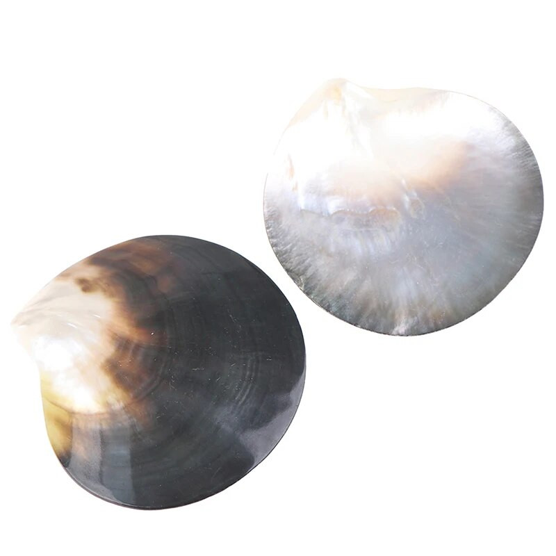 Natūralūs jūros kriauklės, juodos drugelio kriauklės papuošalai „pasidaryk pats“ kriauklelis, jūrinis paplūdimio dekoras, šukučių pavyzdys restoranas, ikrai, prieskonių padėklas