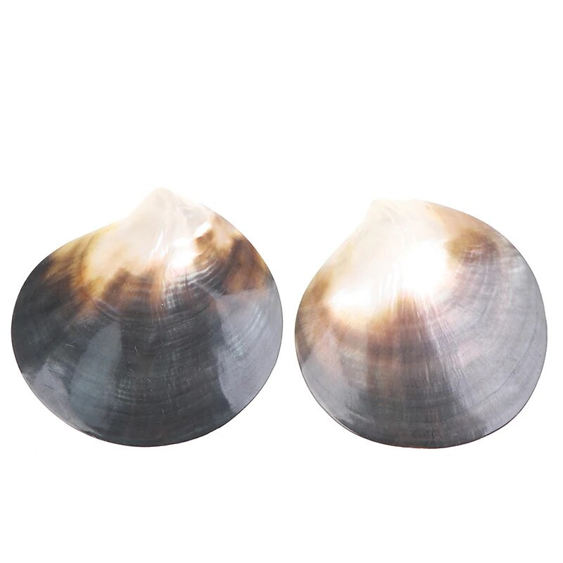 Natūralūs jūros kriauklės, juodos drugelio kriauklės papuošalai „pasidaryk pats“ kriauklelis, jūrinis paplūdimio dekoras, šukučių pavyzdys restoranas, ikrai, prieskonių padėklas