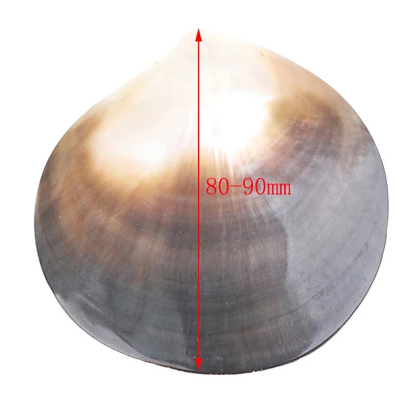 Natūralūs jūros kriauklės, juodos drugelio kriauklės papuošalai „pasidaryk pats“ kriauklelis, jūrinis paplūdimio dekoras, šukučių pavyzdys restoranas, ikrai, prieskonių padėklas
