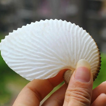 5cm Natural Conch Θαλάσσιες Βεράντες Διακόσμηση Τοίχου Κοράλλι Μεγάλα Δώρα Σαλιγκάρι Συλλογή S Conch Sea δείγματα Octop X8e7