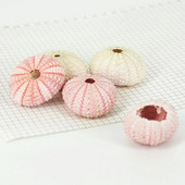 Jūros ežio kriaukle, didelio patvarumo, išskirtinės formos, akį traukiantis kriauklės kriauklytės ornamentas, pasidaryk pats, namų dekoravimo gimtadienio dovana