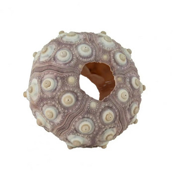 Морски таралеж - черупка с висока издръжливост, изящна форма, привличаща вниманието Орнамент от раковина от мида Направи си сам декорация за дома, подарък за рожден ден