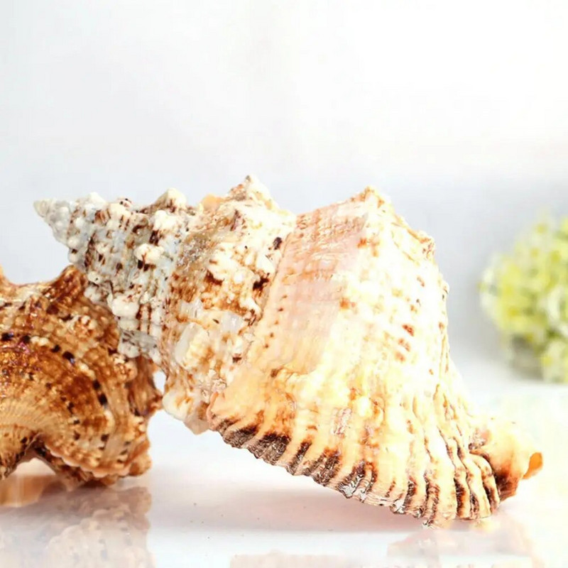 Žvejybos tinklas akvatorijoje Didelis natūralūs jūros kriauklės Paplūdimio amatai Dekoras Vakarėlio dekoro pavyzdys Namų jūrinis vestuvių apvalkalas V9I0