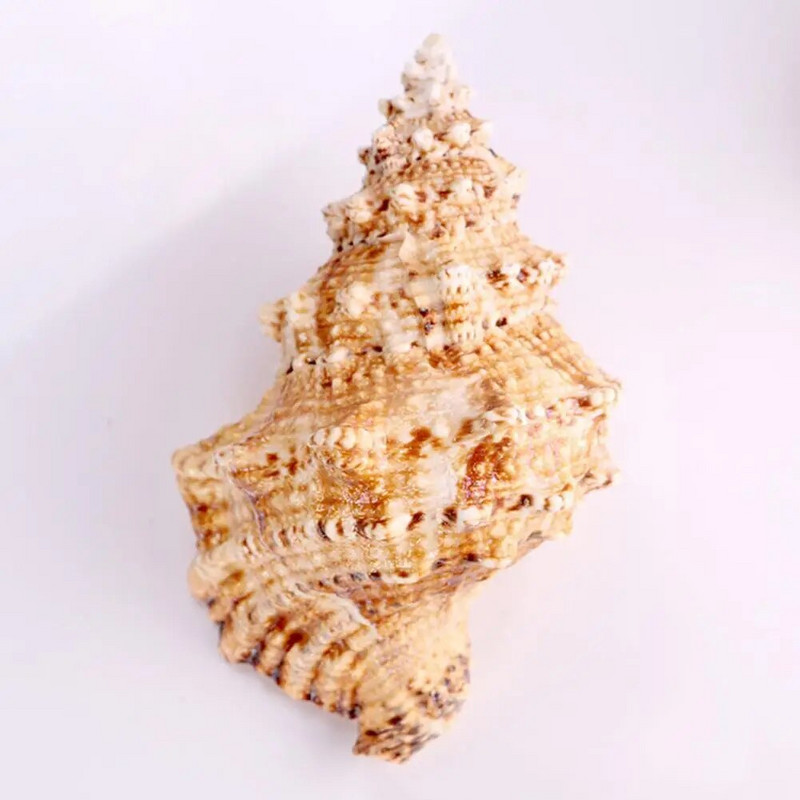 Žvejybos tinklas akvatorijoje Didelis natūralūs jūros kriauklės Paplūdimio amatai Dekoras Vakarėlio dekoro pavyzdys Namų jūrinis vestuvių apvalkalas V9I0