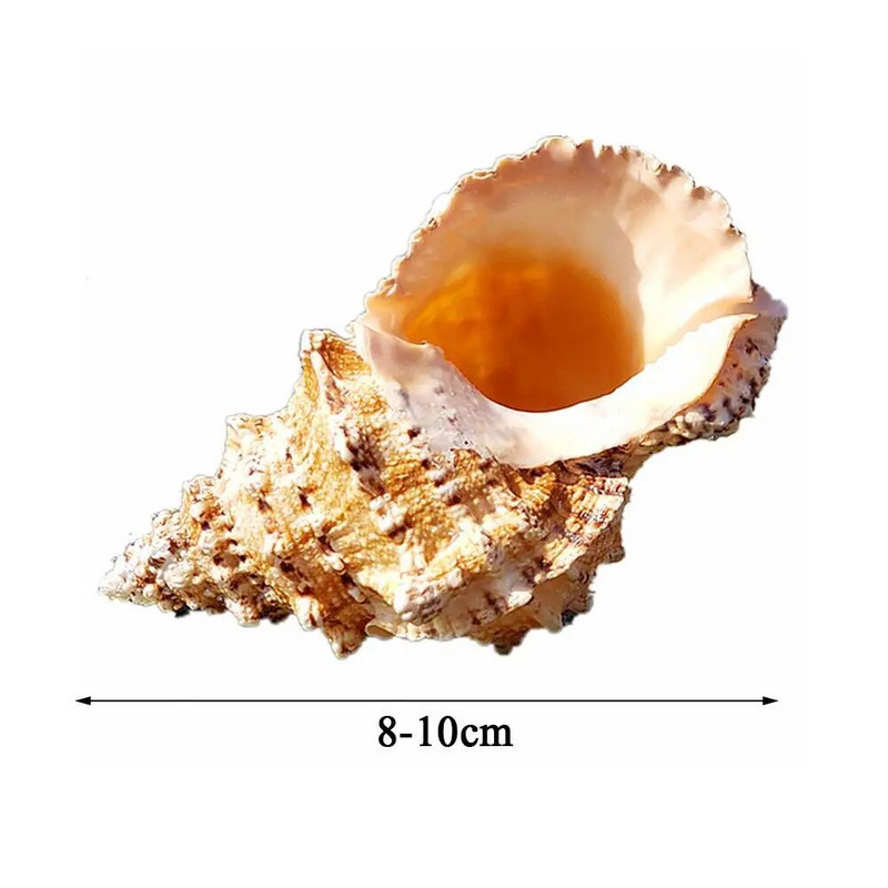 Žvejybos tinklas akvatorijoje Didelis natūralūs jūros kriauklės Paplūdimio amatai Dekoras Vakarėlio dekoro pavyzdys Namų jūrinis vestuvių apvalkalas V9I0