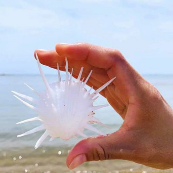 7-11 см естествена морска хризантема мида, трънлива хиляда черупки морска ръчна хризантема колекционерски екземпляр бяла раковина