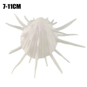 7-11 см естествена морска хризантема мида, трънлива хиляда черупки морска ръчна хризантема колекционерски екземпляр бяла раковина
