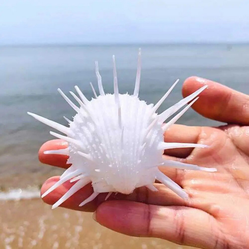7-11 cm prirodna školjka morska krizantema, morska ručna krizantema s trnovitim tisućama ljuštura, kolekcionarski primjerak bijele školjke