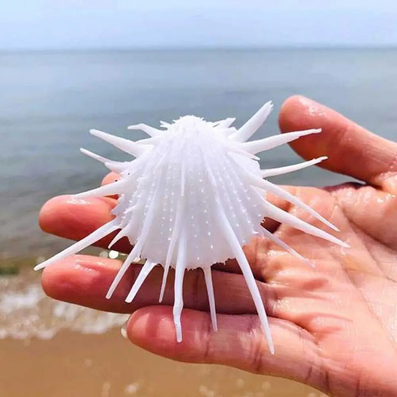 7-11 cm prirodna školjka morska krizantema, morska ručna krizantema s trnovitim tisućama ljuštura, kolekcionarski primjerak bijele školjke