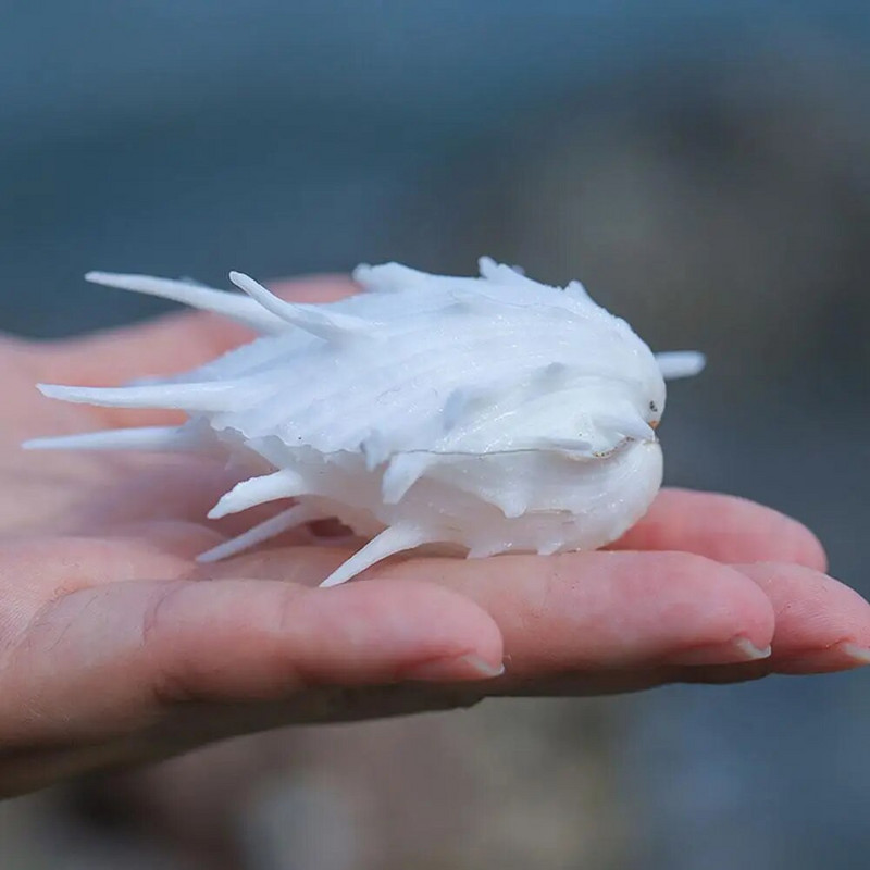7-11 cm prirodna školjka morska krizantema, morska ručna krizantema s trnovitim tisućama ljuštura, kolekcionarski primjerak bijele školjke