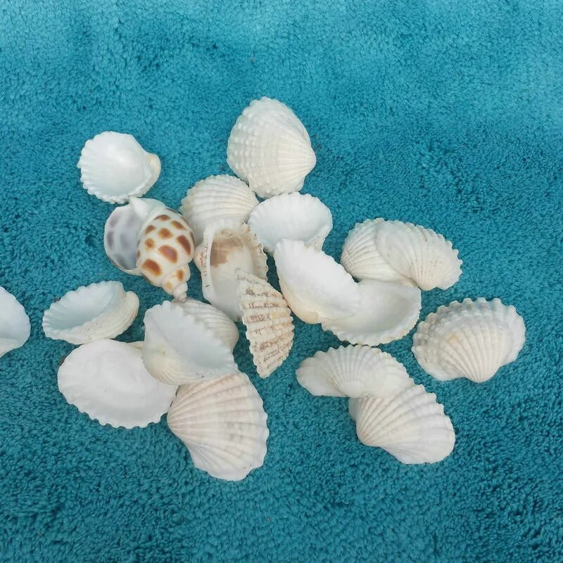 10 kom/Part Sredozemno more Školjka Bijeli kokos Ocean Jakobova kapica Prirodne školjke Mini školjke DIY Akvarij Pejzaž Party Crafts