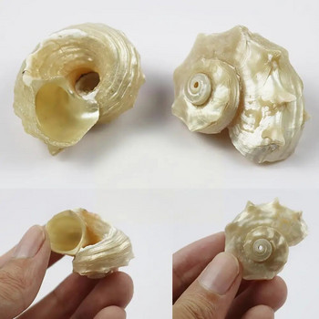 Mediterranean Seashells Decorative Large Seashell Sea Specimen Natural Shells Collection Thorn for Ornaments