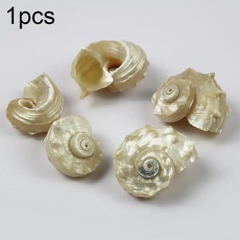 Mediterranean Seashells Decorative Large Seashell Sea Specimen Natural Shells Collection Thorn for Ornaments