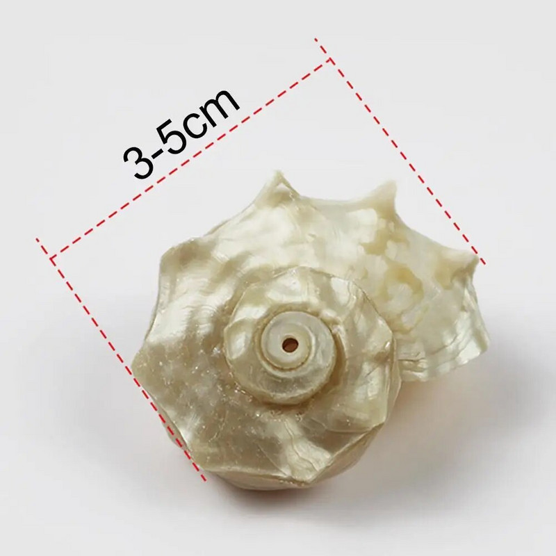 Stredomorské mušle, dekoratívne veľké mušle, morské vzorky, zbierka prírodných mušlí, tŕň na ozdoby