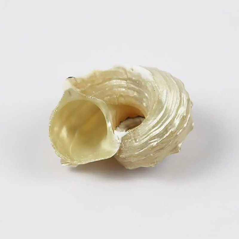 Stredomorské mušle, dekoratívne veľké mušle, morské vzorky, zbierka prírodných mušlí, tŕň na ozdoby