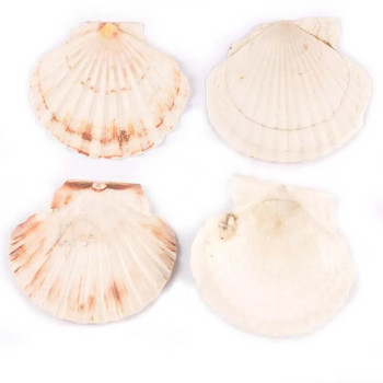 11 εκ. No Hole Natural Sector Shells Handmade DIY Crafts Θαλασσινά κοχύλια Διακόσμηση σπιτιού Διακοσμήσεις παραλίας Τέχνη γάμου Διακοσμητικά ωκεανού