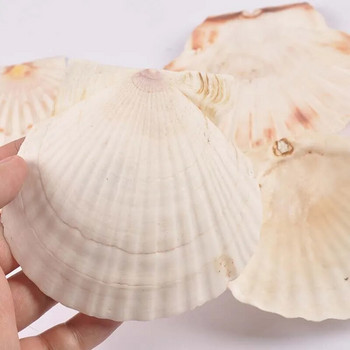 11 εκ. No Hole Natural Sector Shells Handmade DIY Crafts Θαλασσινά κοχύλια Διακόσμηση σπιτιού Διακοσμήσεις παραλίας Τέχνη γάμου Διακοσμητικά ωκεανού