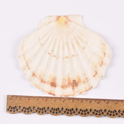 11 cm bez otvoru, prírodné sektorové mušle, ručne vyrobené, DIY remeslá, mušle, bytové dekorácie, plážové dekorácie, svadobné umenie, oceánske ozdoby.