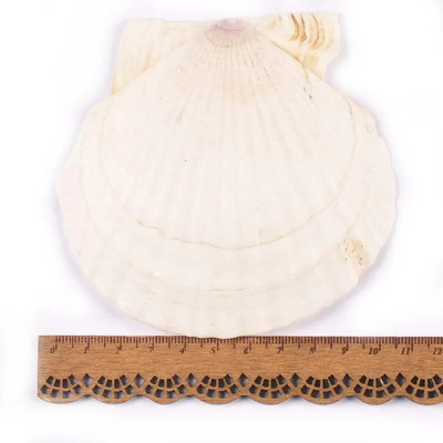 11 cm bez otvoru, prírodné sektorové mušle, ručne vyrobené, DIY remeslá, mušle, bytové dekorácie, plážové dekorácie, svadobné umenie, oceánske ozdoby.