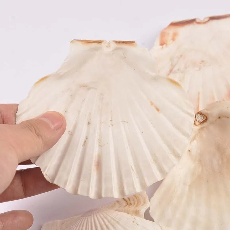 11 cm bez otvoru, prírodné sektorové mušle, ručne vyrobené, DIY remeslá, mušle, bytové dekorácie, plážové dekorácie, svadobné umenie, oceánske ozdoby.