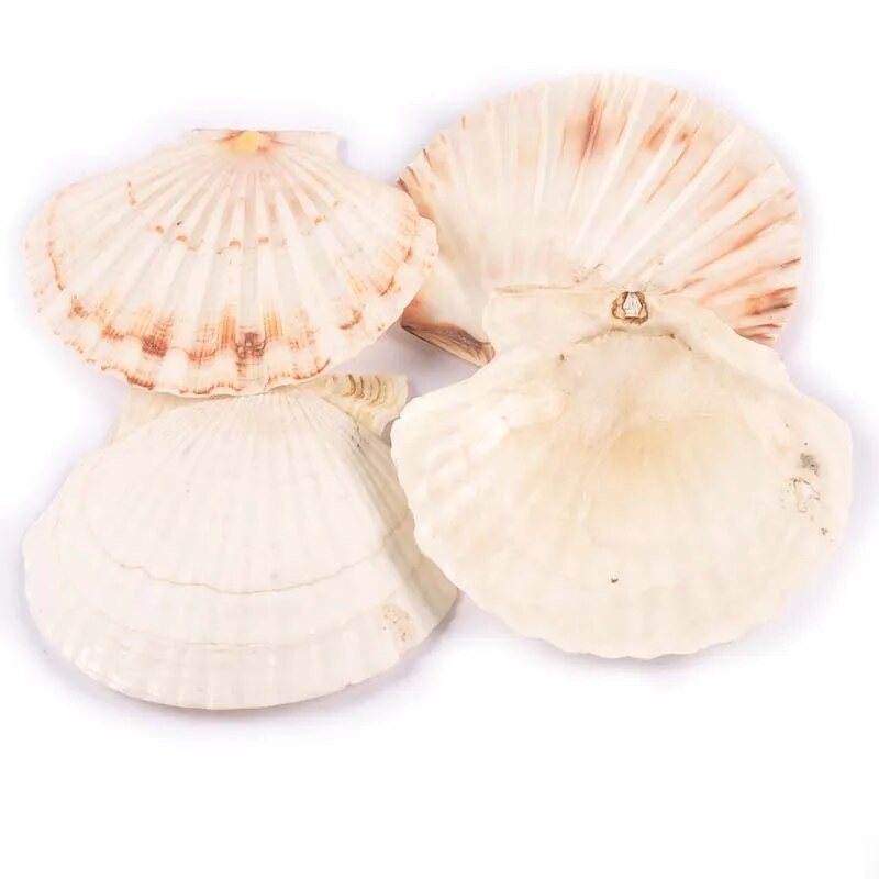 11 cm bez otvoru, prírodné sektorové mušle, ručne vyrobené, DIY remeslá, mušle, bytové dekorácie, plážové dekorácie, svadobné umenie, oceánske ozdoby.