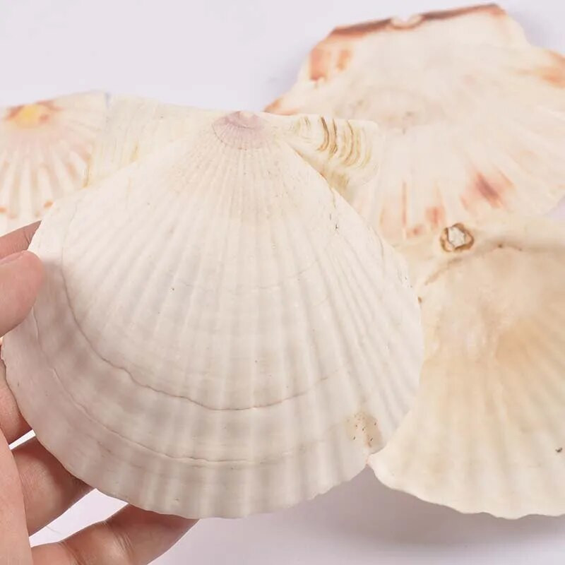 11 cm bez otvoru, prírodné sektorové mušle, ručne vyrobené, DIY remeslá, mušle, bytové dekorácie, plážové dekorácie, svadobné umenie, oceánske ozdoby.