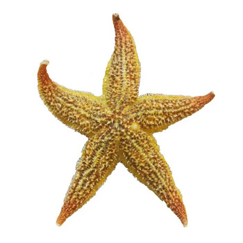 10-16 см естествени сушени морски звезди орнаменти Морска звезда Плажни черупки Занаяти Сватбено парти Подпори за домашни снимки Аксесоари за декорация