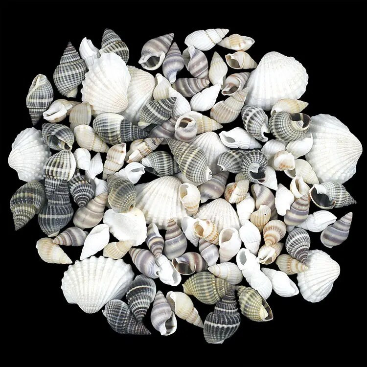 30 de bucăți mici, tăiate în vrac, plajă, mare, coajă naturală, margele de caracol, cauri, bijuterii tribale, accesorii pentru artizanat, găuri DIY