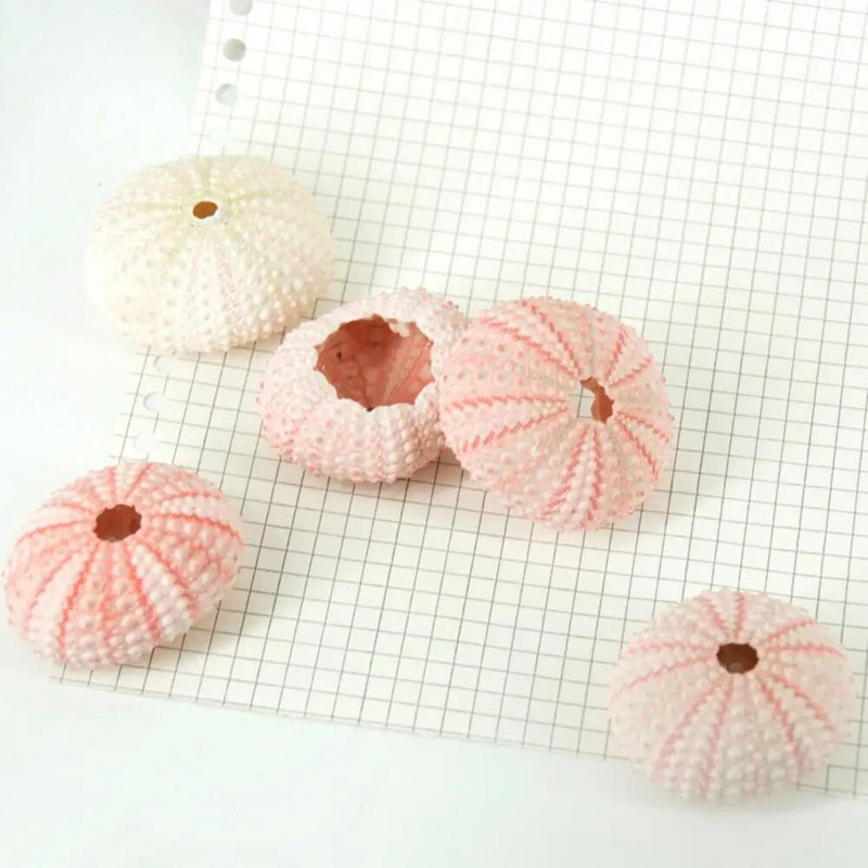 Školjka morskog ježa, visoka izdržljivost, izuzetan oblik, privlačan ukras školjke od morske školjke, DIY ukras za dom, rođendanski dar