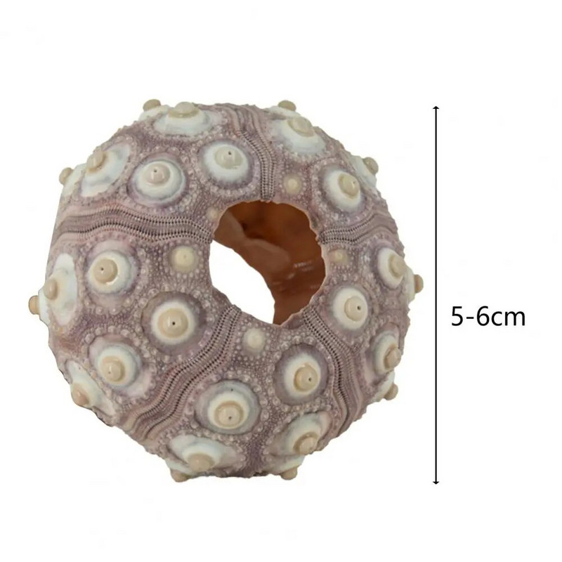 Školjka morskog ježa, visoka izdržljivost, izuzetan oblik, privlačan ukras školjke od morske školjke, DIY ukras za dom, rođendanski dar