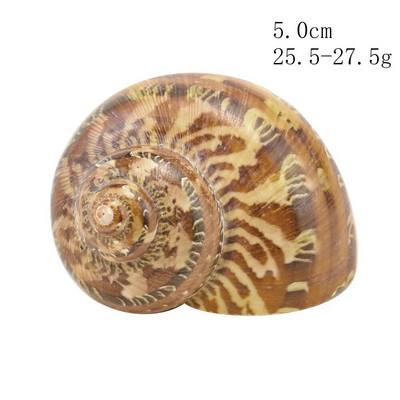 Natūralios sraigės kriauklės kačių akis turbanas turbo Cornulus kriauklė pavyzdinis atsiskyrėlis krabas, pakeičiantis kiautą Akvariumo žuvų bako namų dekoras