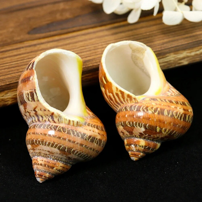 Natūralios sraigės kriauklės kačių akis turbanas turbo Cornulus kriauklė pavyzdinis atsiskyrėlis krabas, pakeičiantis kiautą Akvariumo žuvų bako namų dekoras