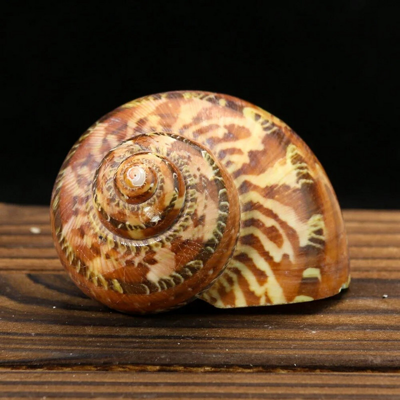 Natūralios sraigės kriauklės kačių akis turbanas turbo Cornulus kriauklė pavyzdinis atsiskyrėlis krabas, pakeičiantis kiautą Akvariumo žuvų bako namų dekoras