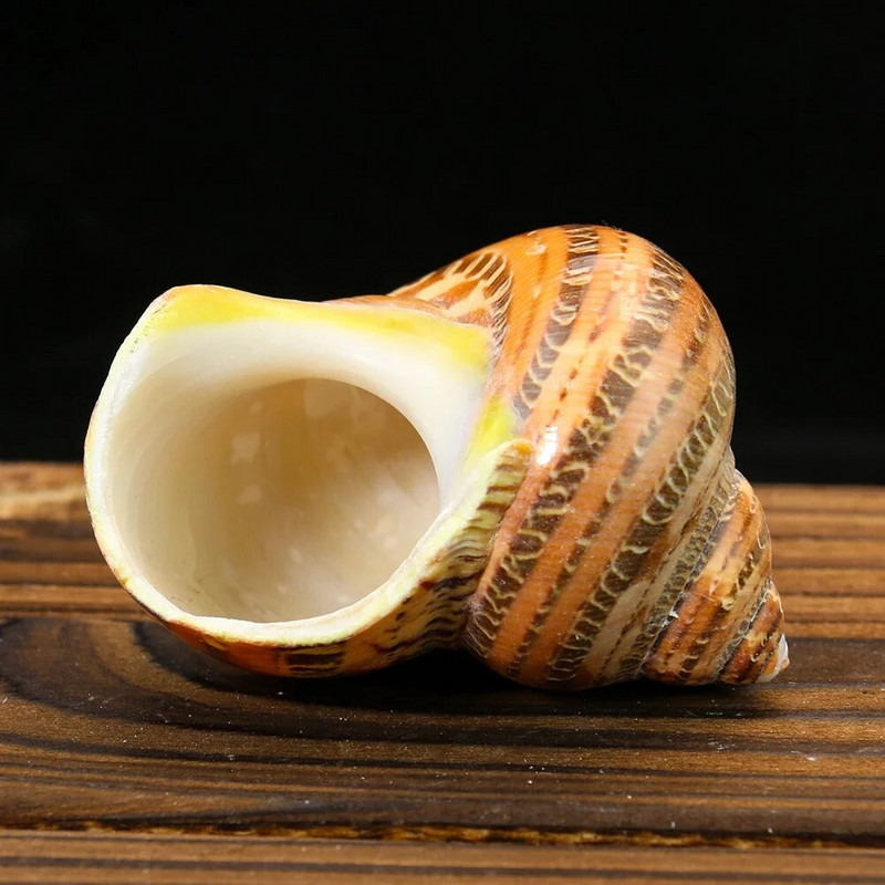 Natūralios sraigės kriauklės kačių akis turbanas turbo Cornulus kriauklė pavyzdinis atsiskyrėlis krabas, pakeičiantis kiautą Akvariumo žuvų bako namų dekoras