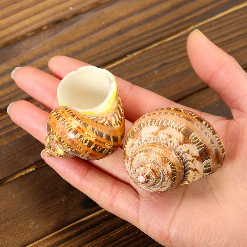 Natūralios sraigės kriauklės kačių akis turbanas turbo Cornulus kriauklė pavyzdinis atsiskyrėlis krabas, pakeičiantis kiautą Akvariumo žuvų bako namų dekoras